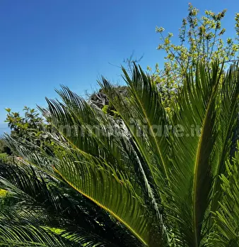 Foto annuncio 38