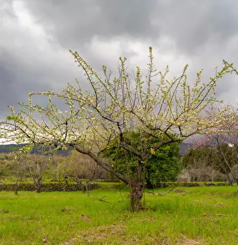 Foto annuncio 30