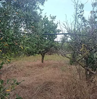 Foto annuncio 7