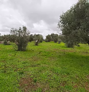 Foto annuncio 8