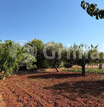 Foto annuncio 23