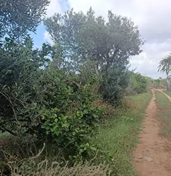 Foto annuncio 10