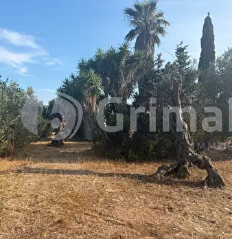 Foto annuncio 33