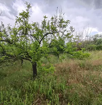Foto annuncio 8