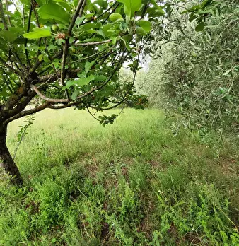 Foto annuncio 9