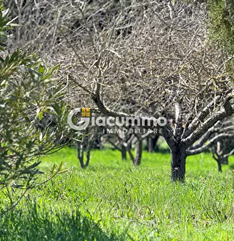 Foto annuncio 33