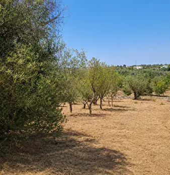 Foto annuncio 10
