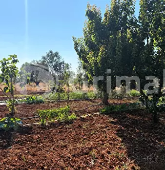 Foto annuncio 15