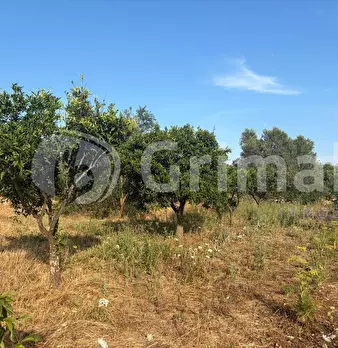 Foto annuncio 32
