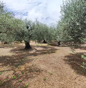 Foto annuncio 47
