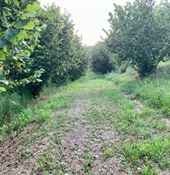 Foto annuncio 3