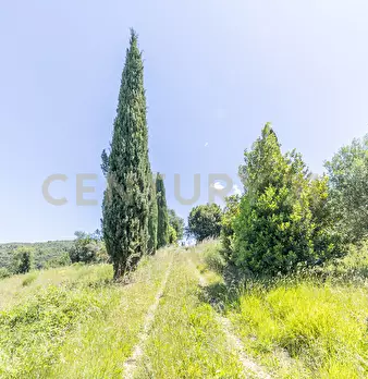 Foto annuncio 31