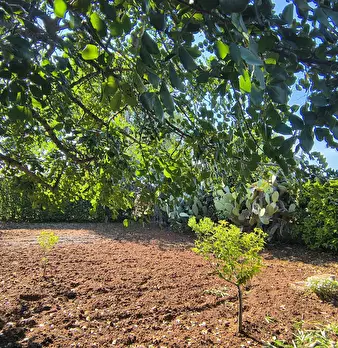 Foto annuncio 13