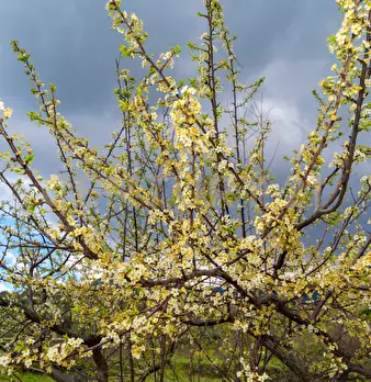 Foto annuncio 38