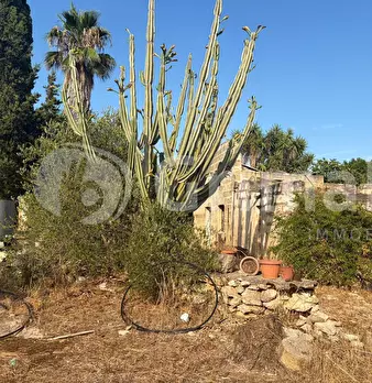 Foto annuncio 11