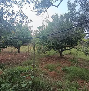 Foto annuncio 9