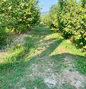 Foto annuncio 2