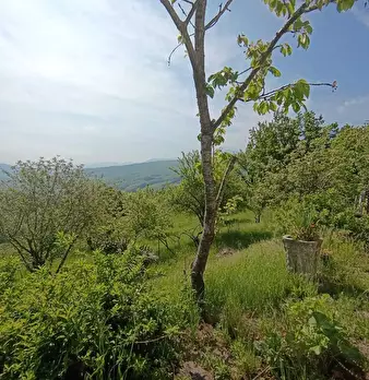Foto annuncio 11
