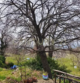 Foto annuncio 11