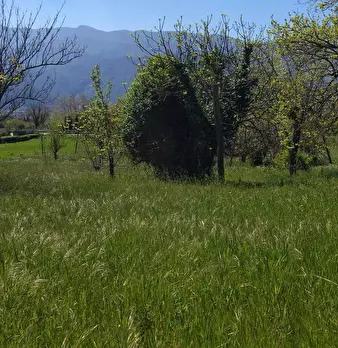 Foto annuncio 6