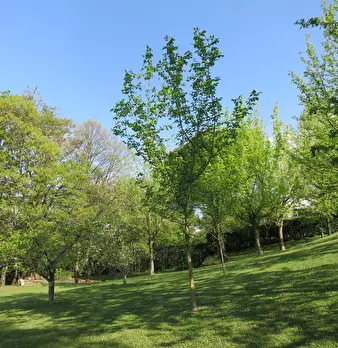 Foto annuncio 19