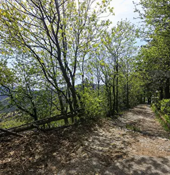 Foto annuncio 53