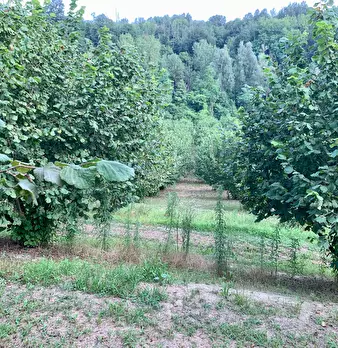 Foto annuncio 6
