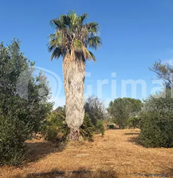 Foto annuncio 24