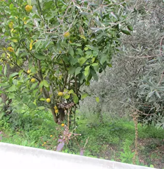 Foto annuncio 35