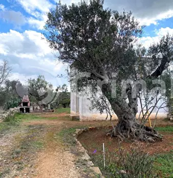 Foto annuncio 10