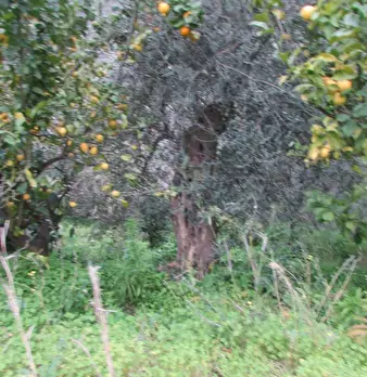 Foto annuncio 33