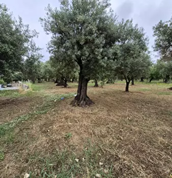 Foto annuncio 4