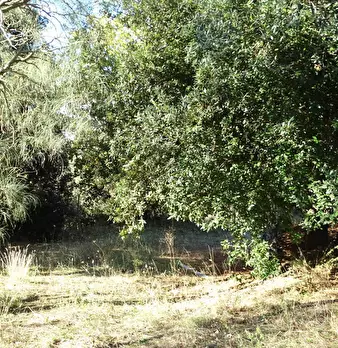Foto annuncio 10