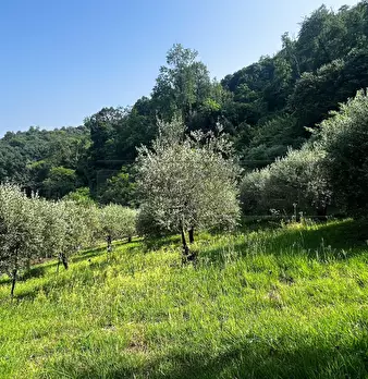 Foto annuncio 7