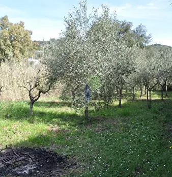 Foto annuncio 1