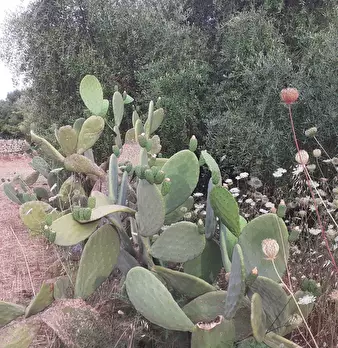 Foto annuncio 71
