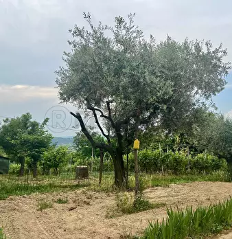 Foto annuncio 30