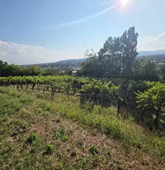Foto annuncio 7