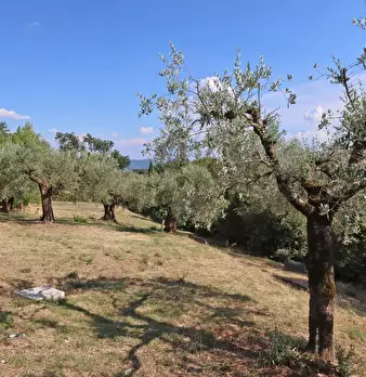 Foto annuncio 31