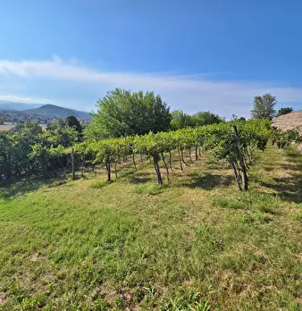 Foto annuncio 6