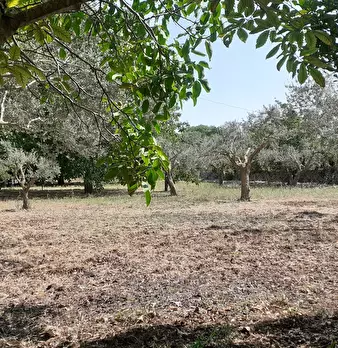 Foto annuncio 52