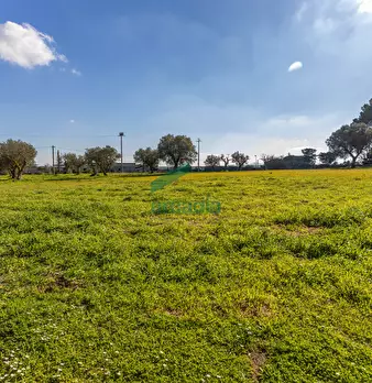 Foto annuncio 50