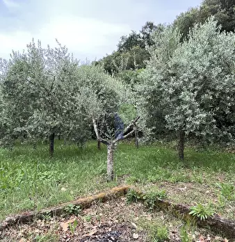 Foto annuncio 11
