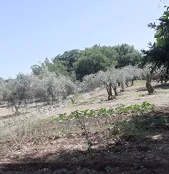 Foto annuncio 49
