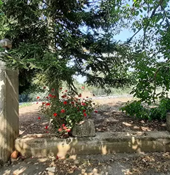 Foto annuncio 55