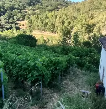 Foto annuncio 6