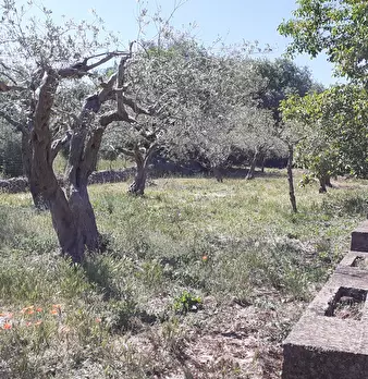 Foto annuncio 44