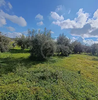Foto annuncio 12