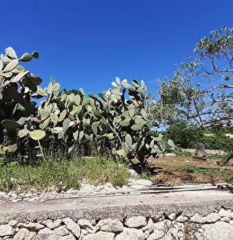 Foto annuncio 37