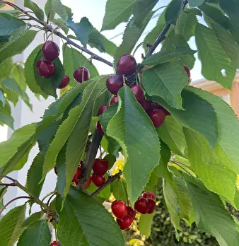 Foto annuncio 1